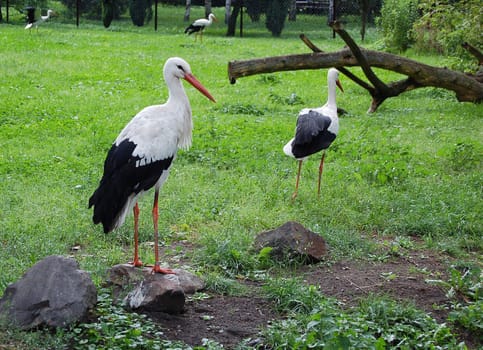 Four storks on green grass in Poland
