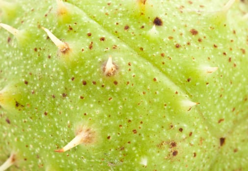 This macro of a chestnut makes an ideal background image