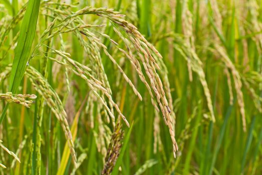 Paddy rice in field, Thailand