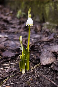 Spring time - first crocus growing