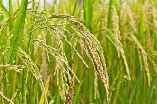 Paddy rice in field, Thailand