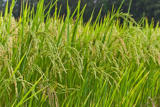 Paddy rice in field, Thailand