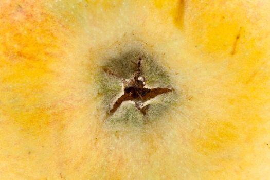 macro shot of a nice and healthy apple, extreme closeup