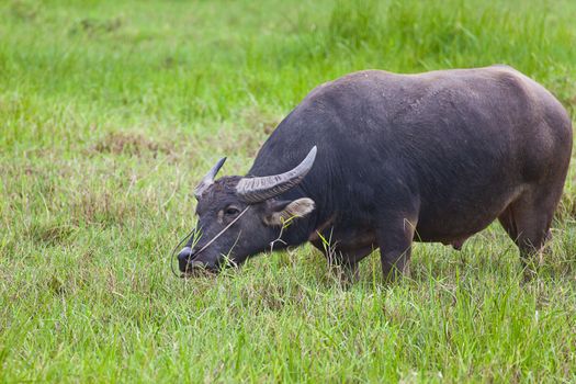 Mammal animal, Thai buffalo in grass field