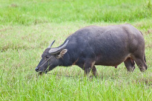 Mammal animal, Thai buffalo in grass field