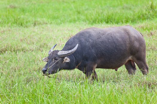 Mammal animal, Thai buffalo in grass field