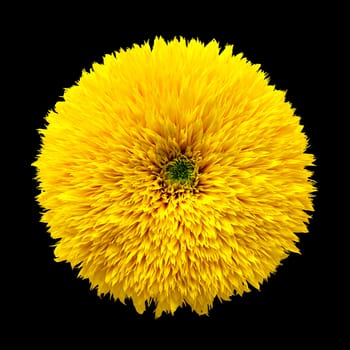 Decorative image of the flower of sunflower on black background