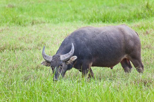 Mammal animal, Thai buffalo in grass field