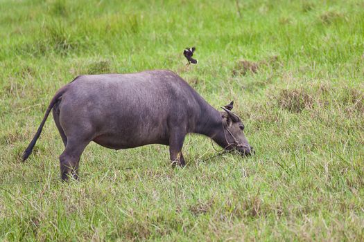 Mammal animal, female Thai buffalo in grass field and bird