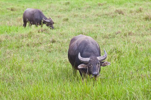 Mammal animal, Thai buffalo in grass field