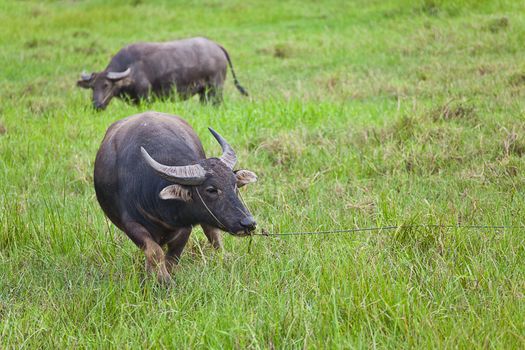 Mammal animal, Thai buffalo in grass field