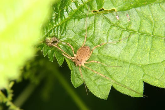 Daddy longleg (Opiliones) on a leaf