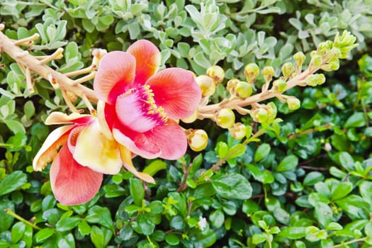 Flower, Cannon Ball Tree