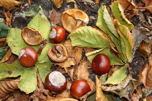 An autumn still live with chestnut leaves, chestnuts and beech leaves