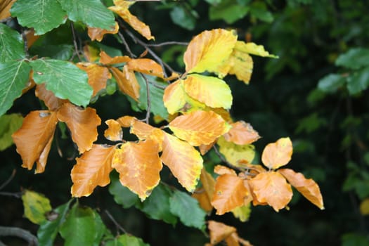 European beech leaves in typical autumn colors