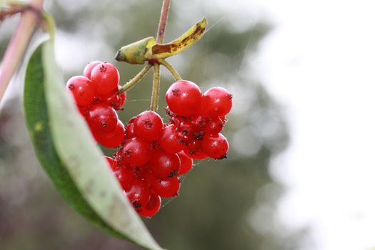 Red honeysuckle berries in the autmn