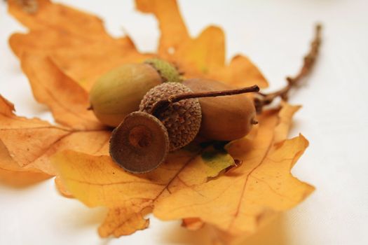 A still life of acorns and oak leaf