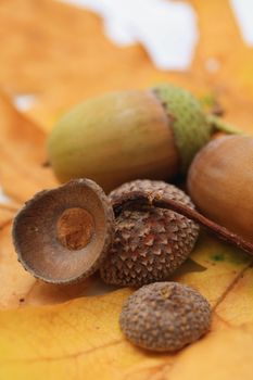Still life of two acorns on a yellow oak leaf