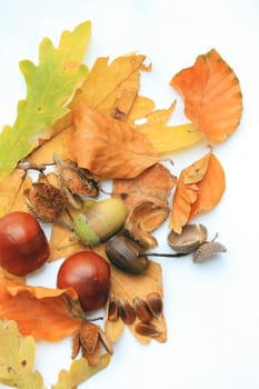 A still liife in autumn colors, chestnuts, acorns and leaves