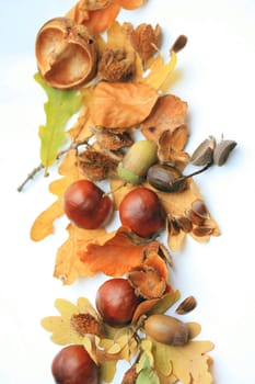 Autumn symbols, leaves, chestnuts and acorns, perfect as a border or background