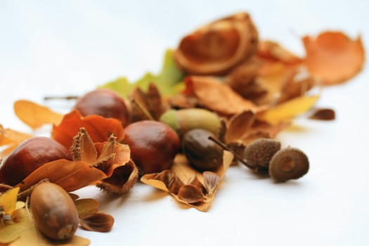 Autumn still life with leaves, acorns and chestnuts