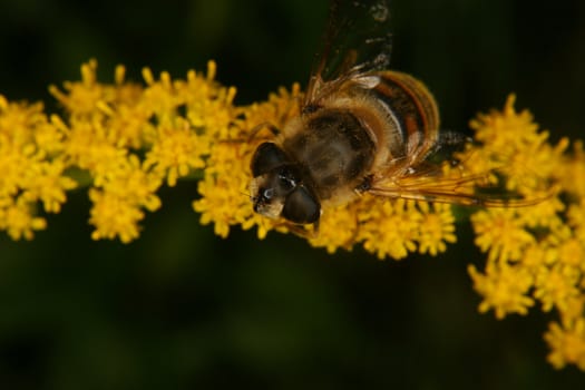 Blowfly (Calliphoridae) on a flower