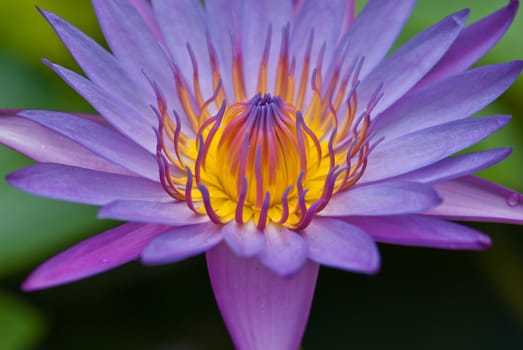 Purple water lily in a pond