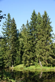 Green trees on are on coast of a pond