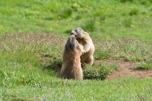 two marmots struggle and kiss in a green meadow in Italian dolomites