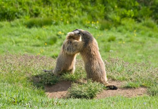 two marmots struggle and kiss in a green meadow in Italian dolomites