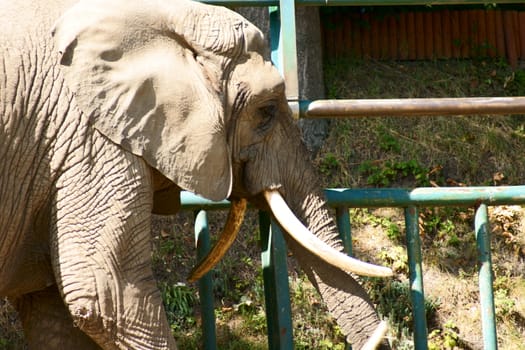 elephant in Polish Zoo