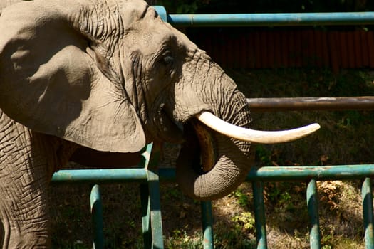 elephant in Polish Zoo