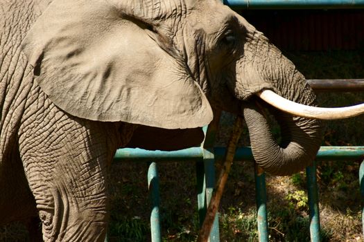 elephant in Polish Zoo