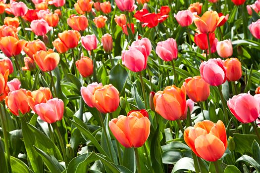 Selection of tulips filled by the sun. All flowers have turned heads to light