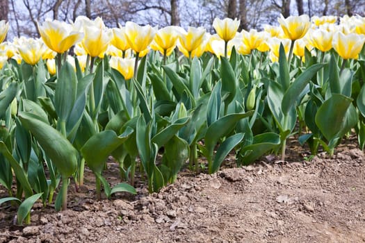 Cultivation of Darwin Hybrid Tulip Jaap Groot: yellow and white bicolor, perennial group