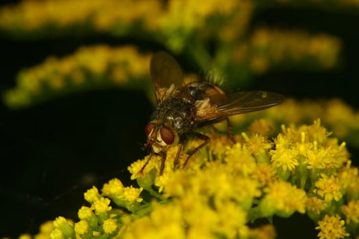Blowfly (Calliphoridae) on a flower