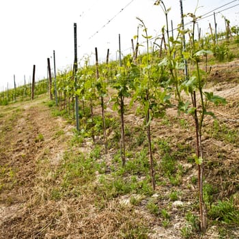 Barbera vineyard during spring season, Monferrato area, Piedmont region, Italy