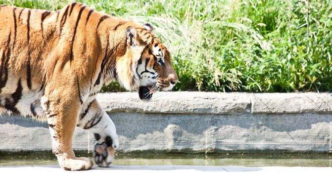 The tiger (Panthera tigris), a member of the Felidae family, is the largest of the four "big cats" in the genus Panthera. The tiger is native to much of eastern and southern Asia, and is an apex predator and an obligate carnivore.