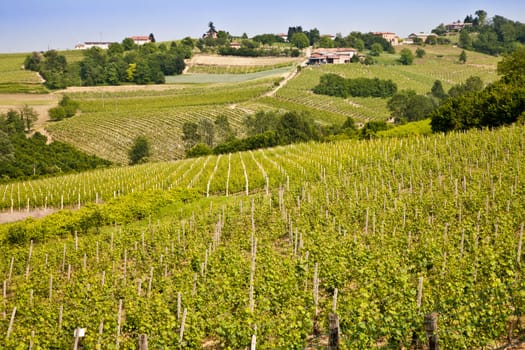 Barbera vineyard during spring season, Monferrato area, Piedmont region, Italy