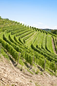 Barbera vineyard during spring season, Monferrato area, Piedmont region, Italy