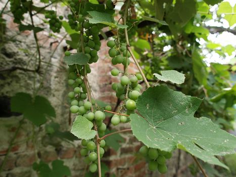 Detail of a grape in a vineyard