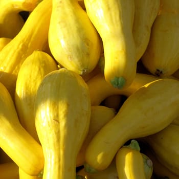 Yellow squash for sale at the farmers market. Shown close up.