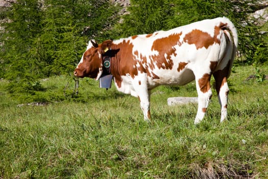 Italian cows during a sunny day close to Susa, Piedmont, Italian Alps