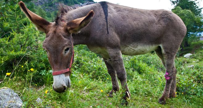 Orsiera Park, Piedmont Region, Italy: a donkey free in the park