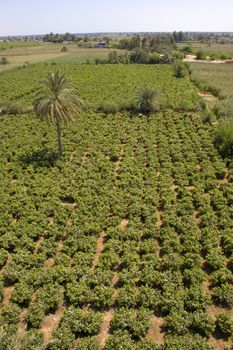 Vines agriculture on harvest time in El-Minya, Egypt.