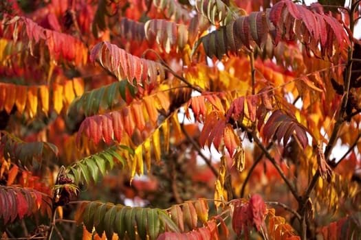 beautiful autumn colored leaves on a tree