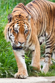 A hungry tiger looking for food in a private zoo, Italy