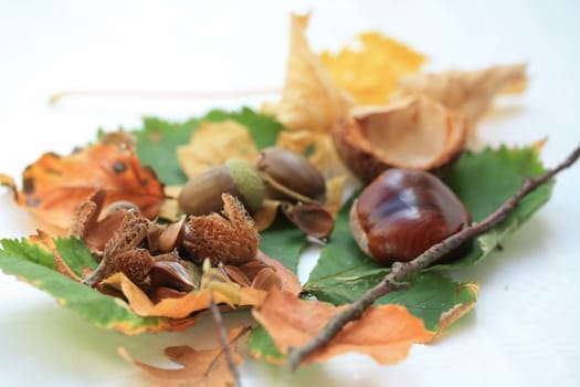 Autumn leaves and fruits from several trees