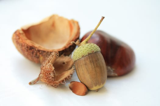 Still life with european beech, acorn and chestnuts