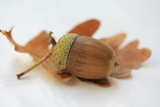 A brown green acorn on a dried oak leaf
